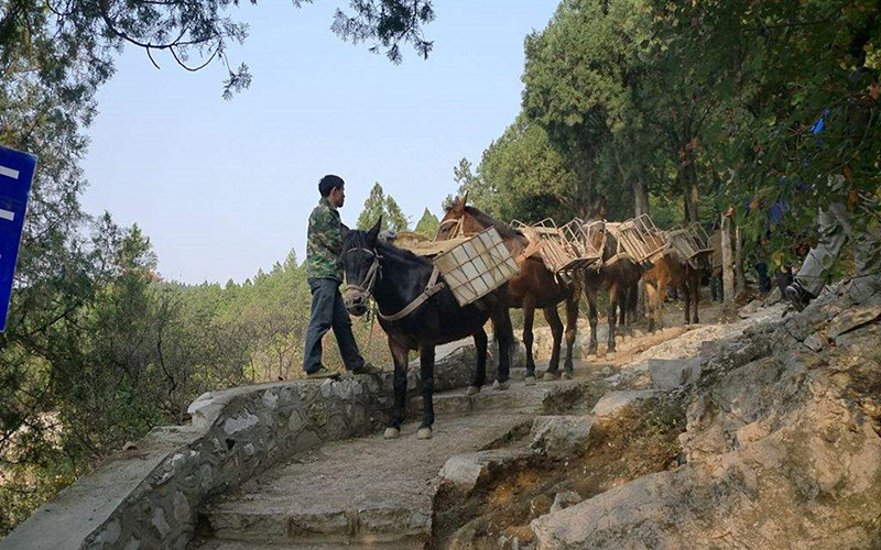 Mule and Horse Trade Fair (August Fair) in Jianchuan County, Dali