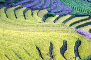 Climate & When to Go, Fengqing County , China