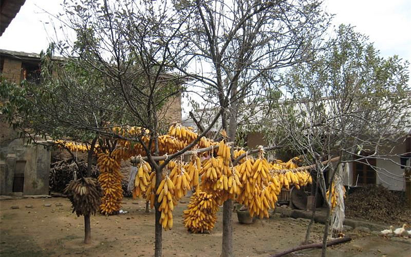 Xiazhuang Town of Xiangyun County in Dali