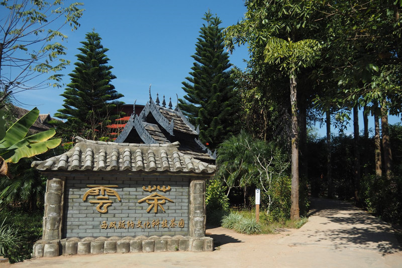 Yunchayuan Tea Plantation Scenic Area in Menghai County, XishuangBanna