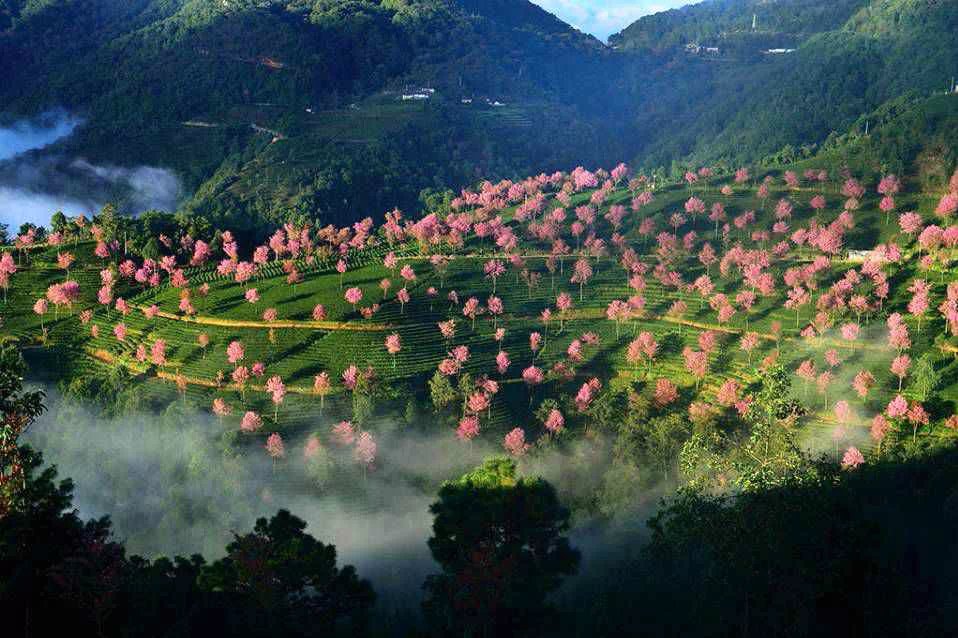 6 Days Kunming-Dali Tea Culture Tour to Wuliangshan Mountain