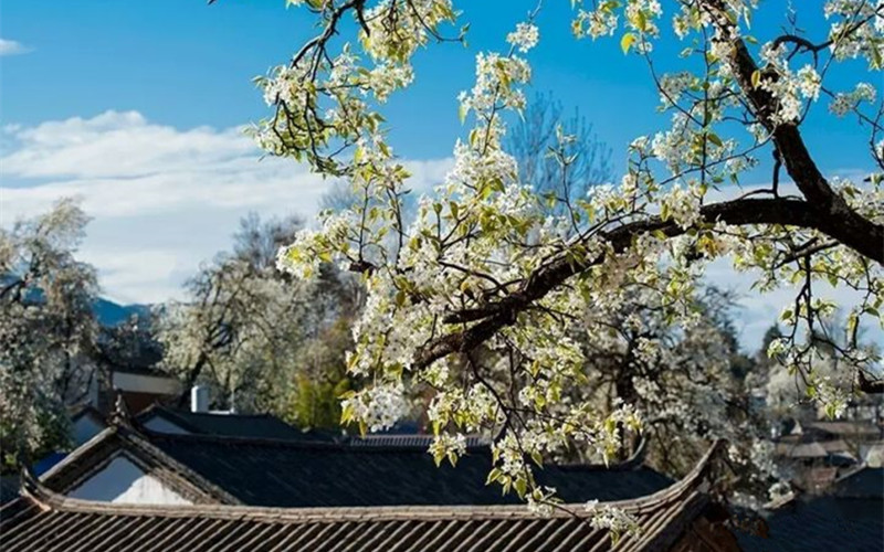 Cibihu Pear Blossom Festival in Eryuan County, Dali