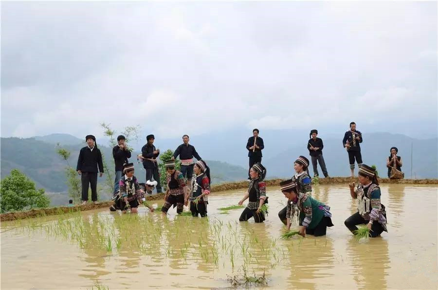 “Transplant Seedling”- Hani Polyphonic Folk Song in Honghe County