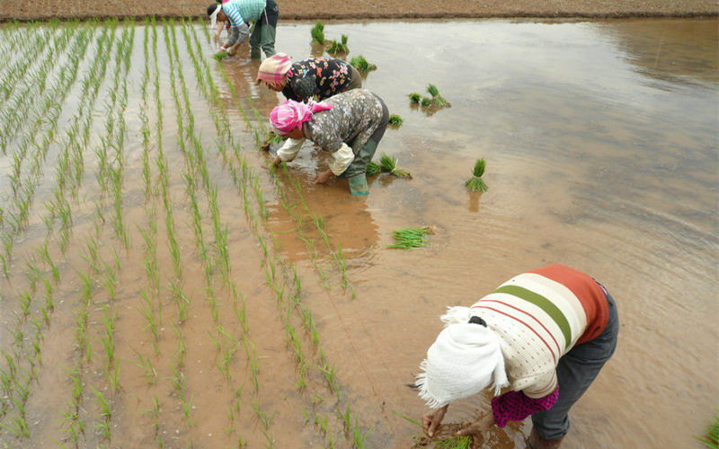 Mohong Town of Fuyuan County, Qujing
