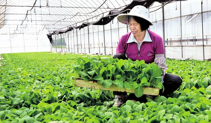 Qianwei Town of Jiangchuan District, Yuxi