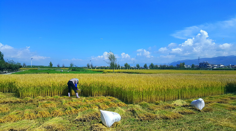 Sanying Agricultural Products Exchange Fair in Eryuan County, Dali