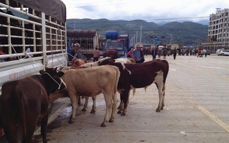 Torch Festival & Mule and Horse Trade Fair in Eryuan County, Dali