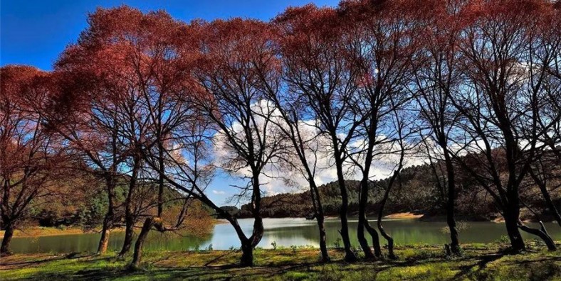 Dalangba Forest Park in Shuangjiang County, Lincang