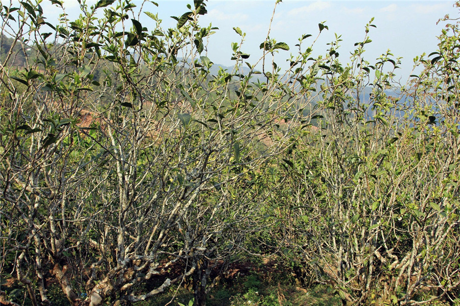 Aged Pu-erh Tea