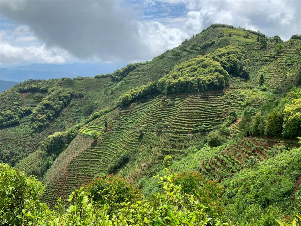 Jingmai Tea Mountain