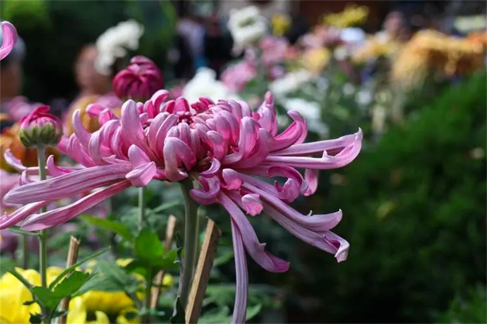 Flowers for Dining in Yunnan