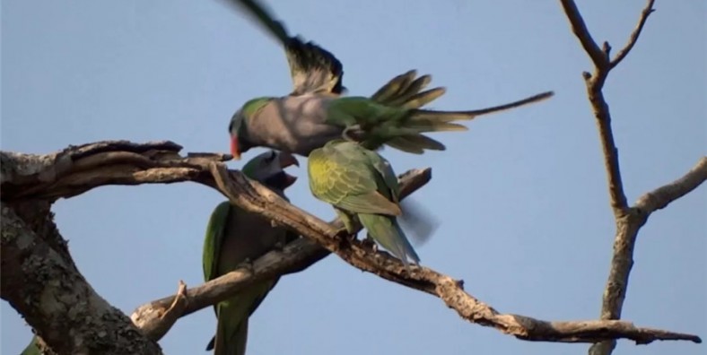 Mangba Parrot Village of Simaogang Town in Simao District, Puer