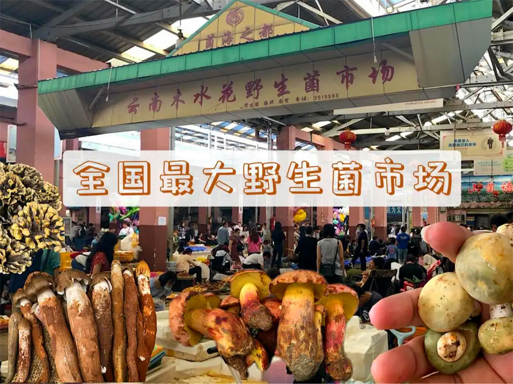 Yunnan Mushuihua Wild Edible Mushroom Market in Kunming