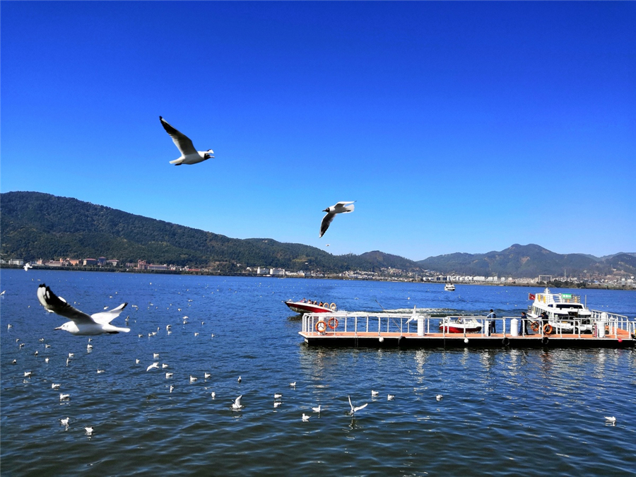 Black-headed gulls at Kunming, capital of Yunnan province