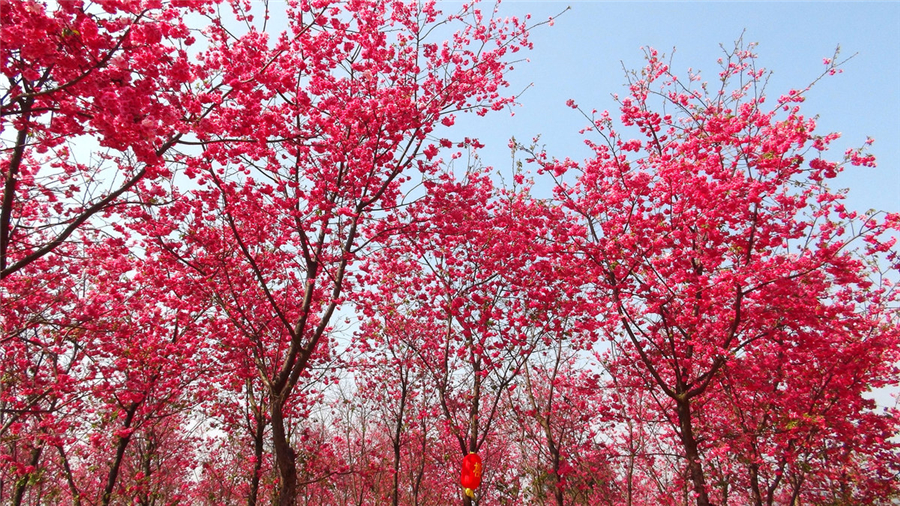 Cherry blossoms at Fuxian Lake Park, Chengjiang county, Yunnan province
