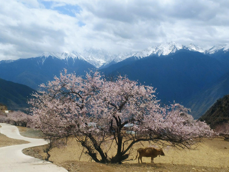 Jiangpo Village of Foshan Town in Deqin County, Diqing
