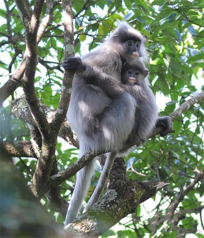 Rare phayre's leaf monkey in southwest Yunnan’s Jingdong County