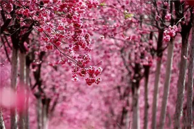 cherry blossom valley in Yiliang County of Kunming