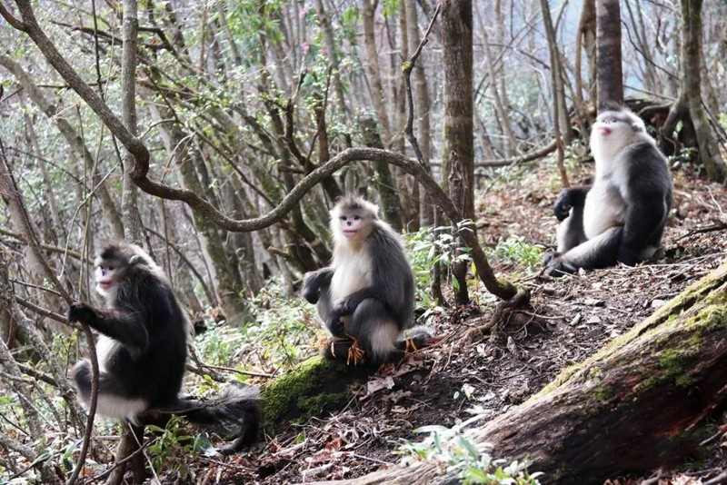 monkeys in Weixi national park
