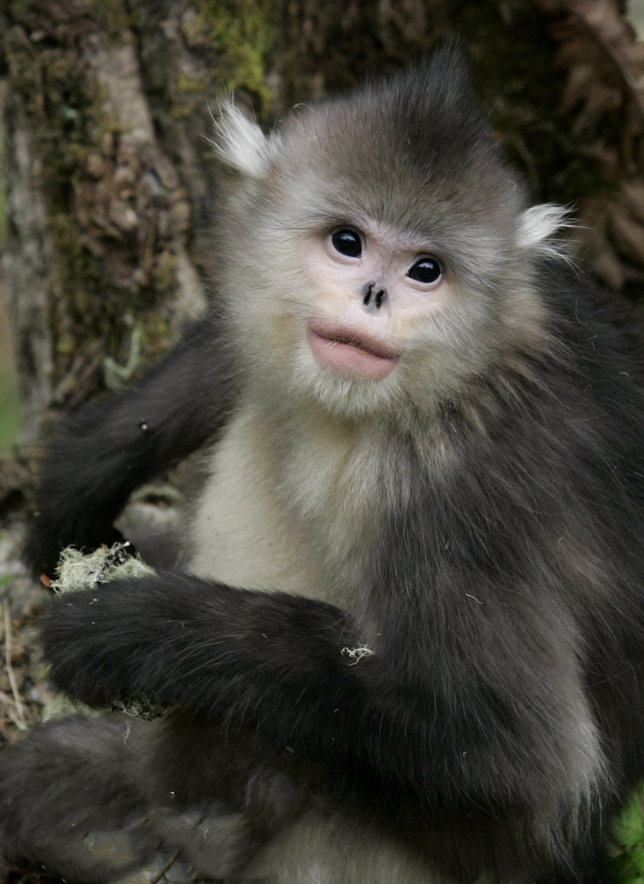 Yunnan snub-nosed monkeys at Baima Snow Mountain Nature Reserve of Deqin, Diqing