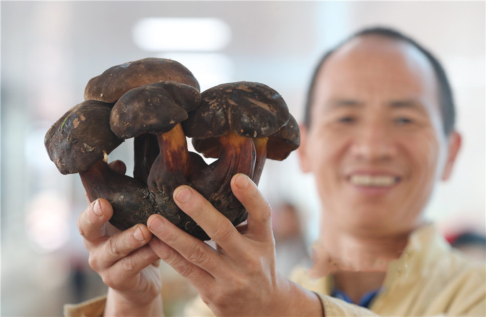 Yunnan Mushrooms
