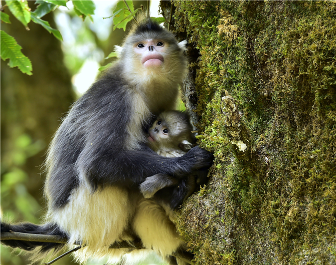 Golden Snub-nosed Monkey in Yunnan