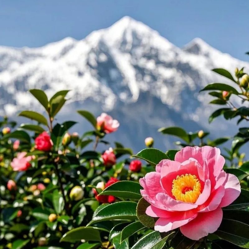 Jade Dragon Snow Mountain Weather and Climate in October