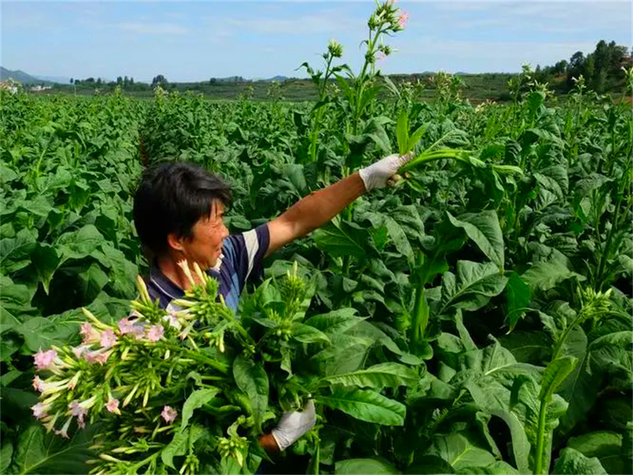 Where is China’s tobacco grown?Tobacco Distribution in China?