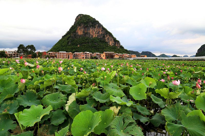 Lotus in Puzhehei of Wenshan, Yunnan