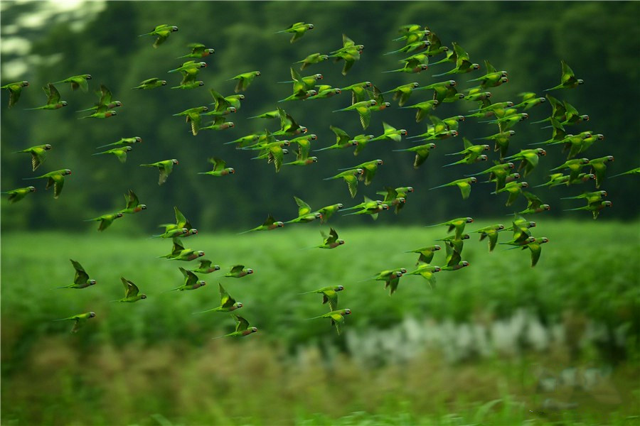 Flocks of parakeets captured in Dehong, Yunnan