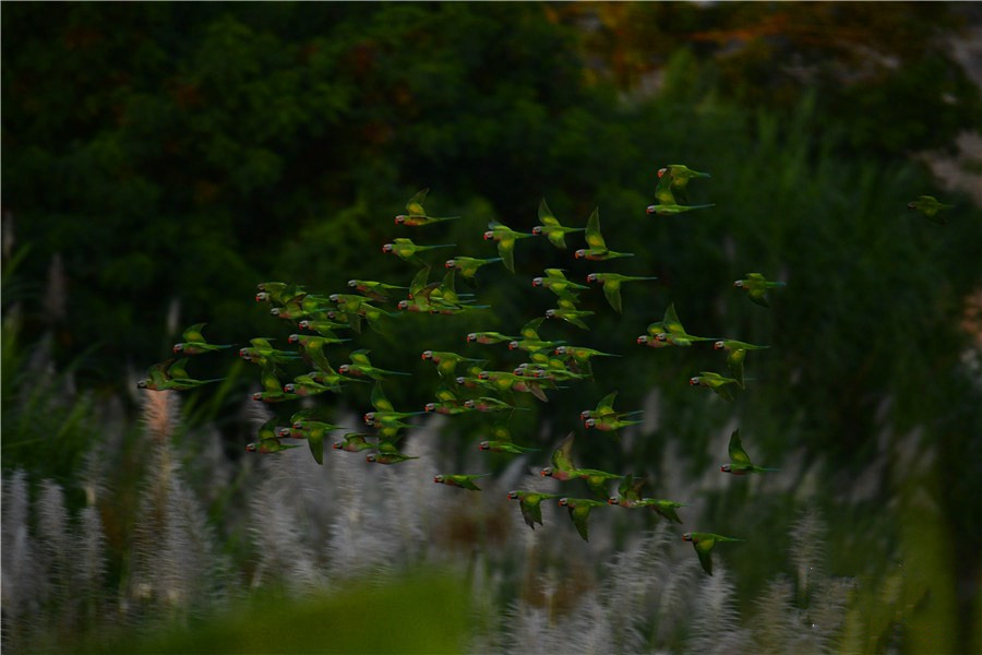 Flocks of parakeets captured in Dehong, Yunnan