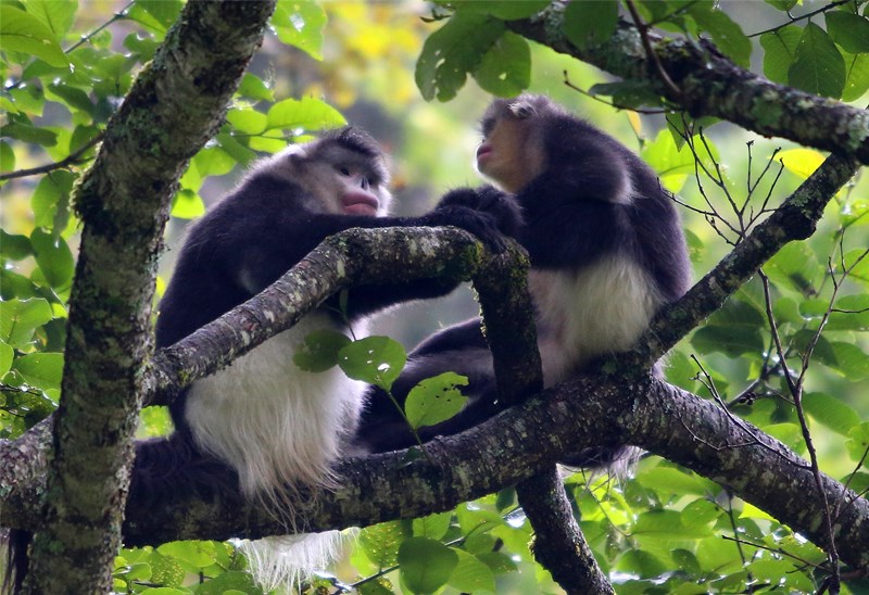 Snub-Nosed Monkey in the Diqing of Yunnan province