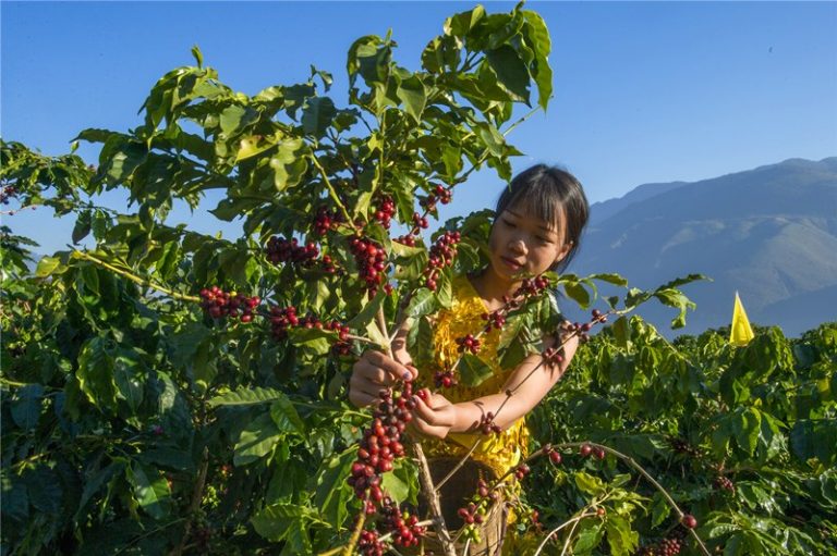Yunnan Coffee