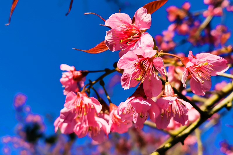 Cherry Blossoms in Wuliang Township of Nanjian County, Dali, Yunnan