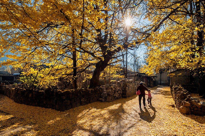 Gingko Village in Tengchong of Baoshan