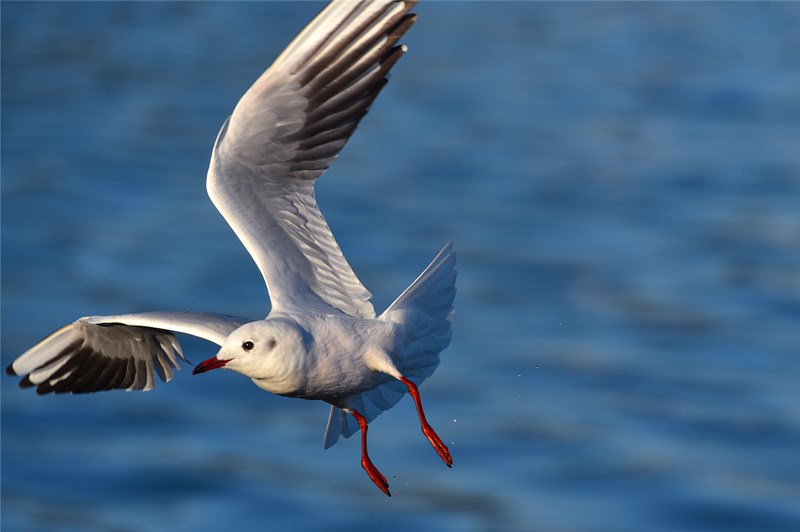 Kunming’s 35-year romance with seagulls