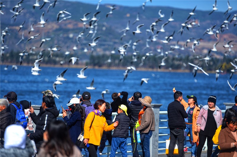 Seagulls in Kunming