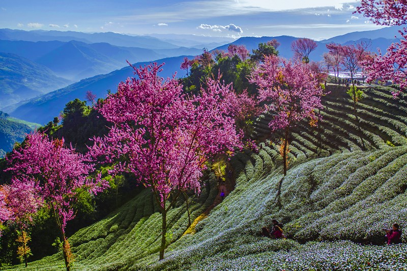 The Cherry valley sits in the Wuliang township of Nanjian County, Dali, Yunnan