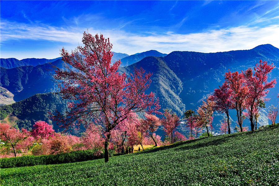 The scenery of blooming cherry blossoms on Wuliang Mountain in Nanjian Yi autonomous county, Southwest China's Yunnan Province