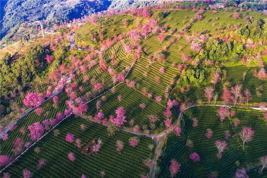 The scenery of blooming cherry blossoms on Wuliang Mountain in Nanjian Yi autonomous county, Southwest China's Yunnan Province