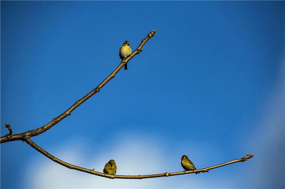 Three Tibetan Serin (Spinus thibetanus) perch on branches against clear blue sky behind