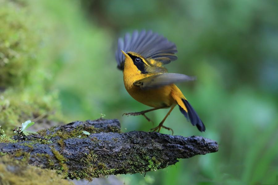 Bird-watching tour in Baoshan, Yunnan