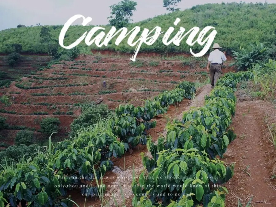 Yunnan Coffee Farms