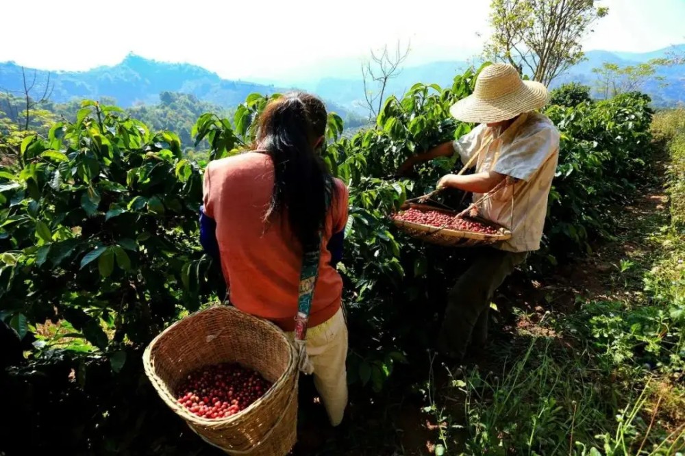 Rongkangda Coffee Manor in Lincang