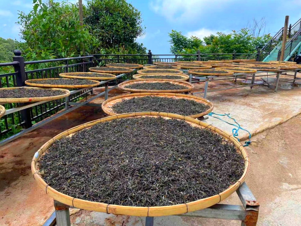 How to Identify Good Puerh Tea?