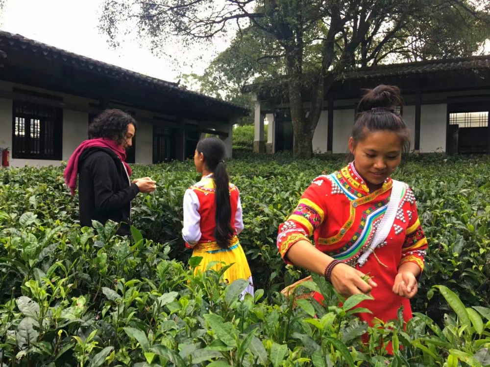Puerh Tea