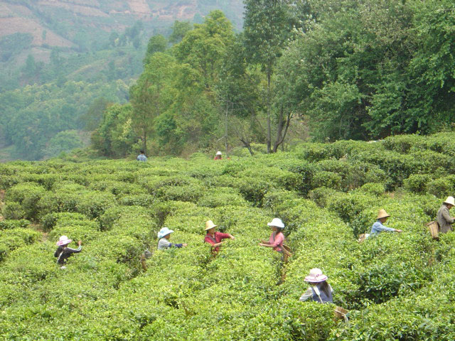 Scientific Research Achievements of Dianhong Group Black Tea Company in 1980s
