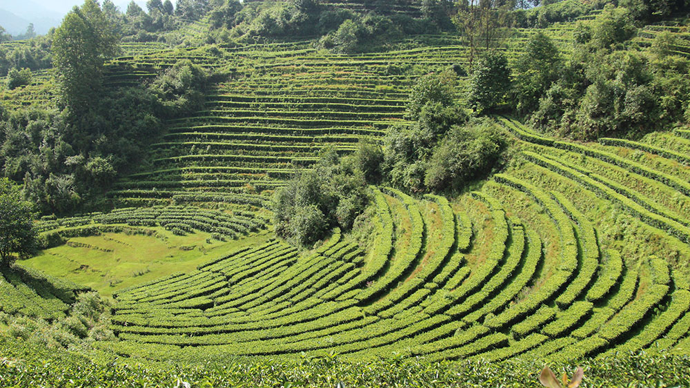 Qualification of Yunnan Dianhong Black Tea Group