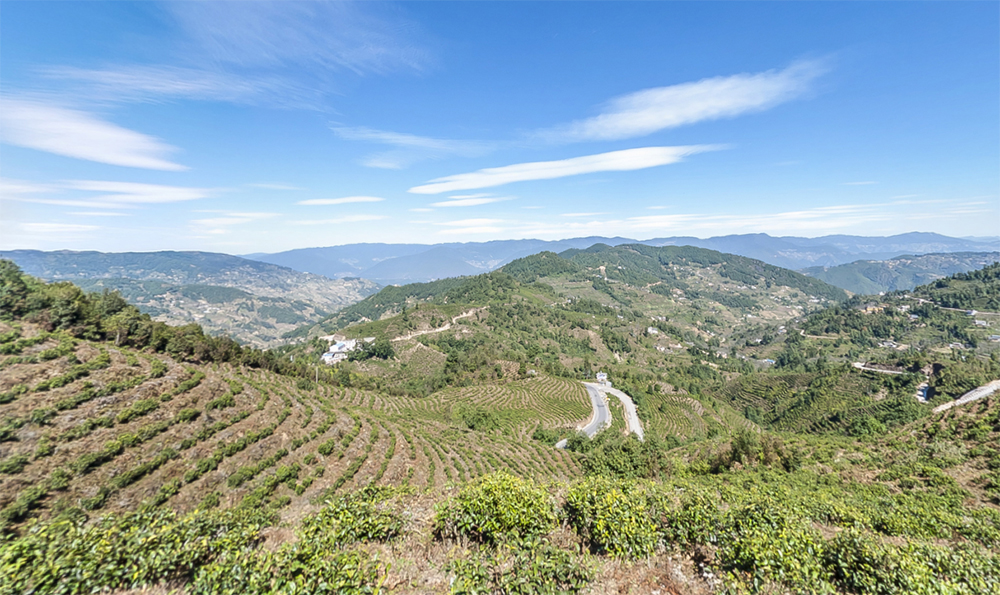 Scientific Research Achievements of Dianhong Group Black Tea Company in 2000s