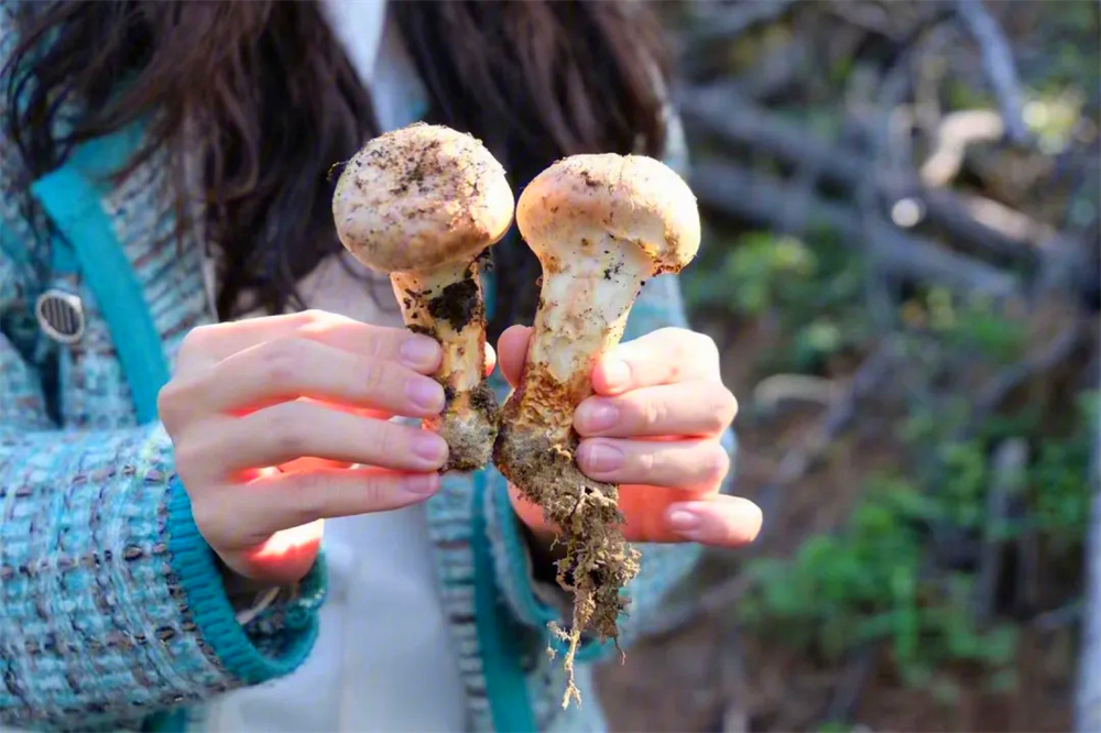 Top 10 Delicious Wild Mushrooms in Yunnan
